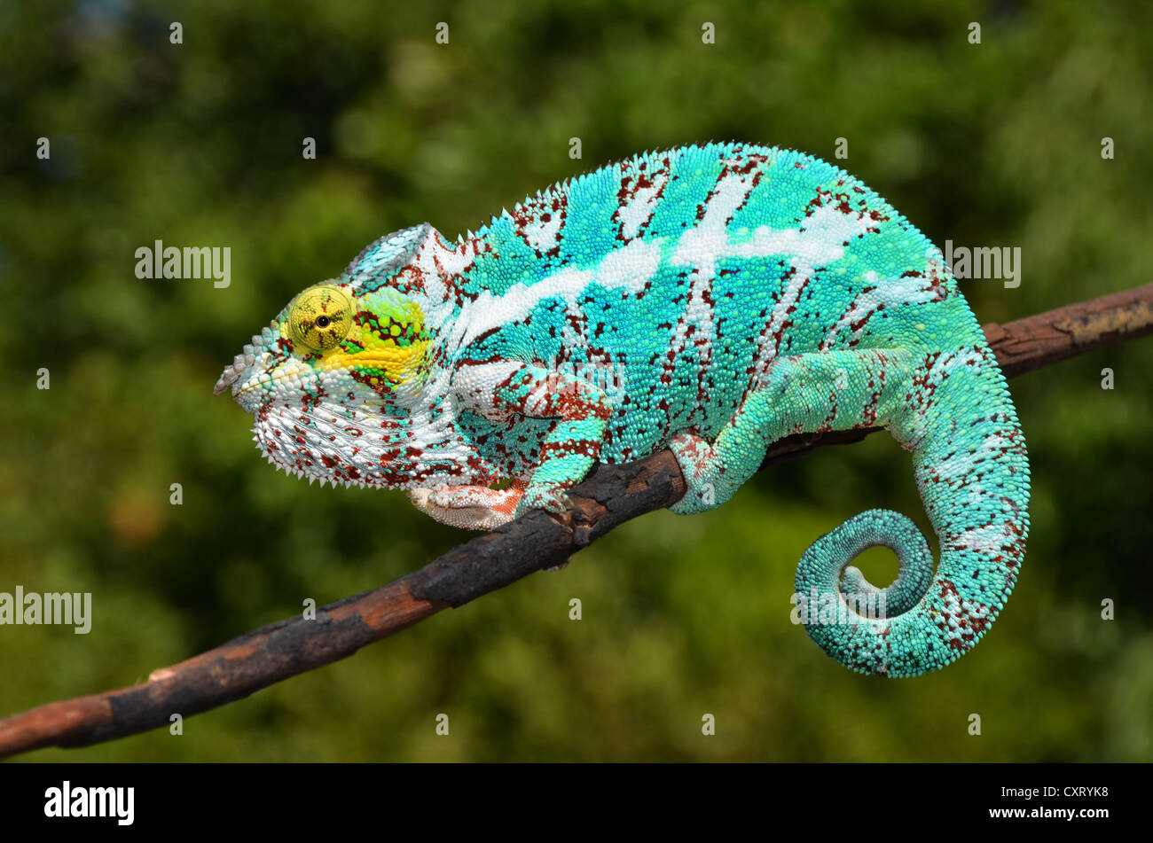 Panther Chameleon (Furcifer pardalis) nel nord-ovest del Madagascar, Africa Foto Stock
