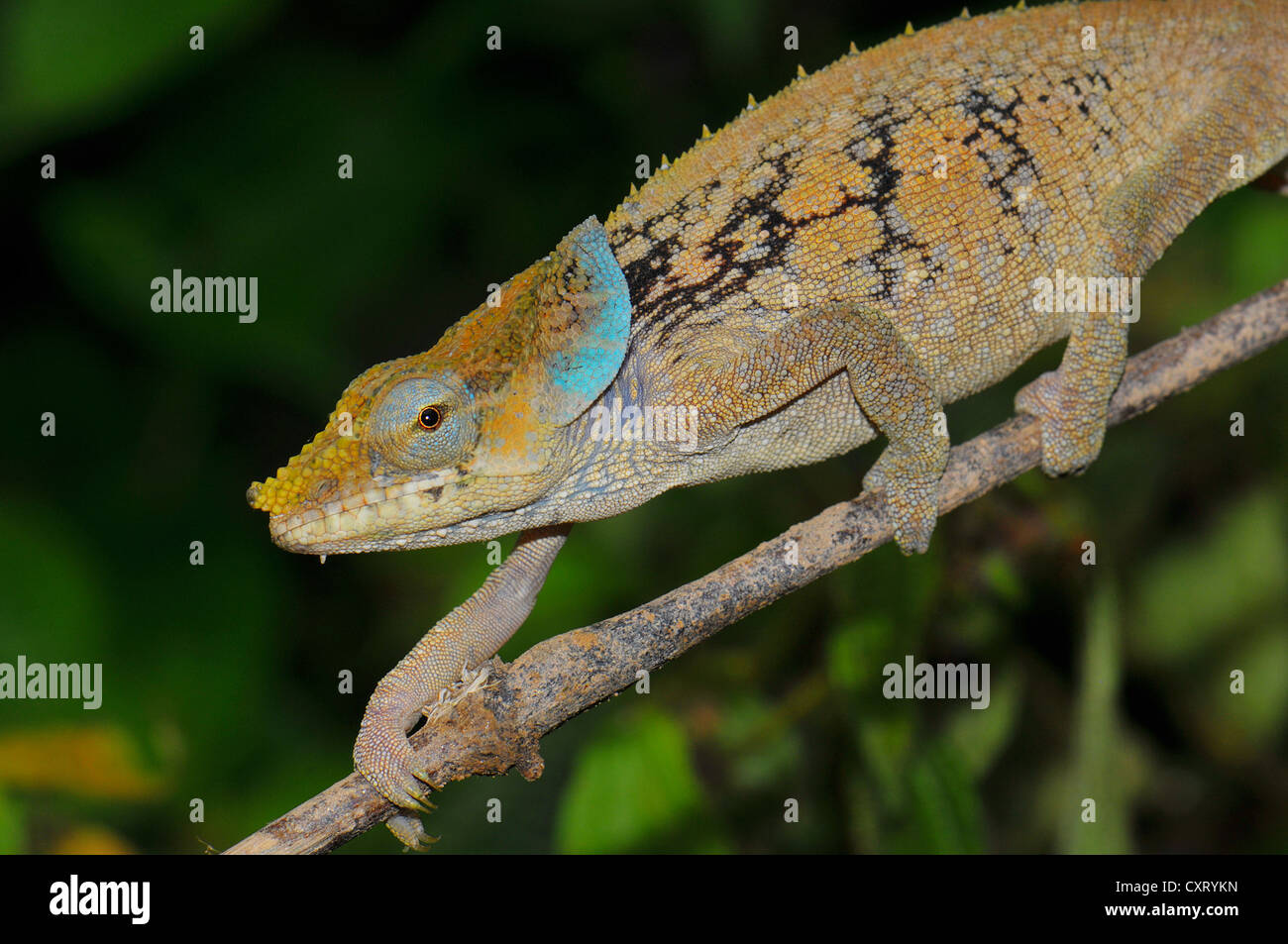 Giallo-Verde Camaleonte (Calumma malthe), nel cloud boschi dell'est del Madagascar, Africa Foto Stock