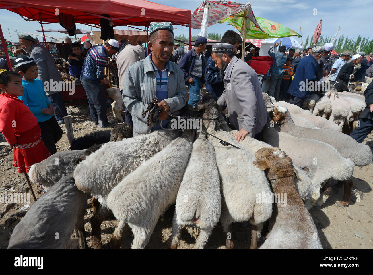 Uyghur uomini musulmani indossando tappi tradizionali, con le loro pecore per la vendita, la storica Via della Seta, uigura mercato degli animali e la domenica Foto Stock