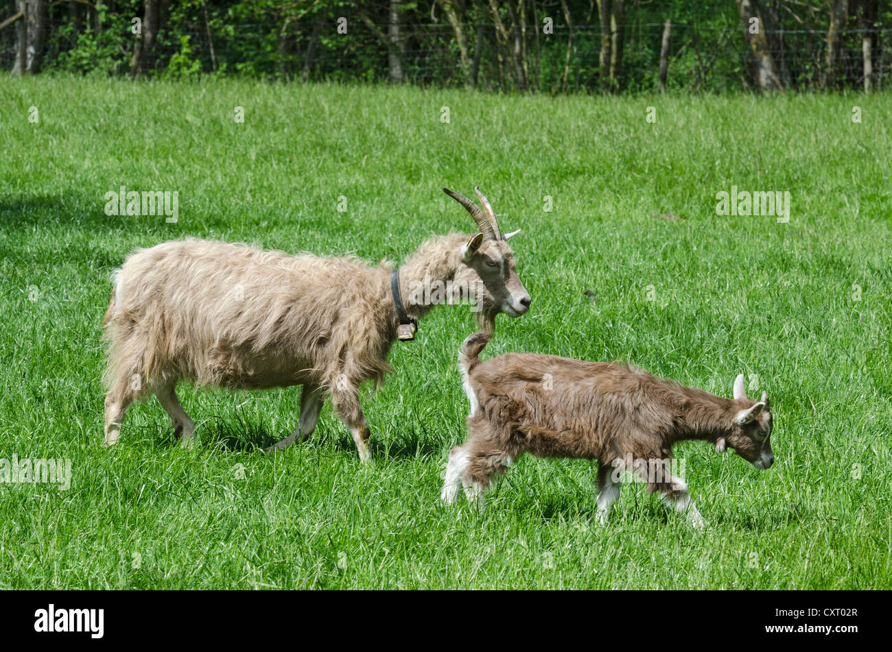 Due capre Toggenburg (Capra hircus aegagrus), doe con capretto, Germania, Europa Foto Stock