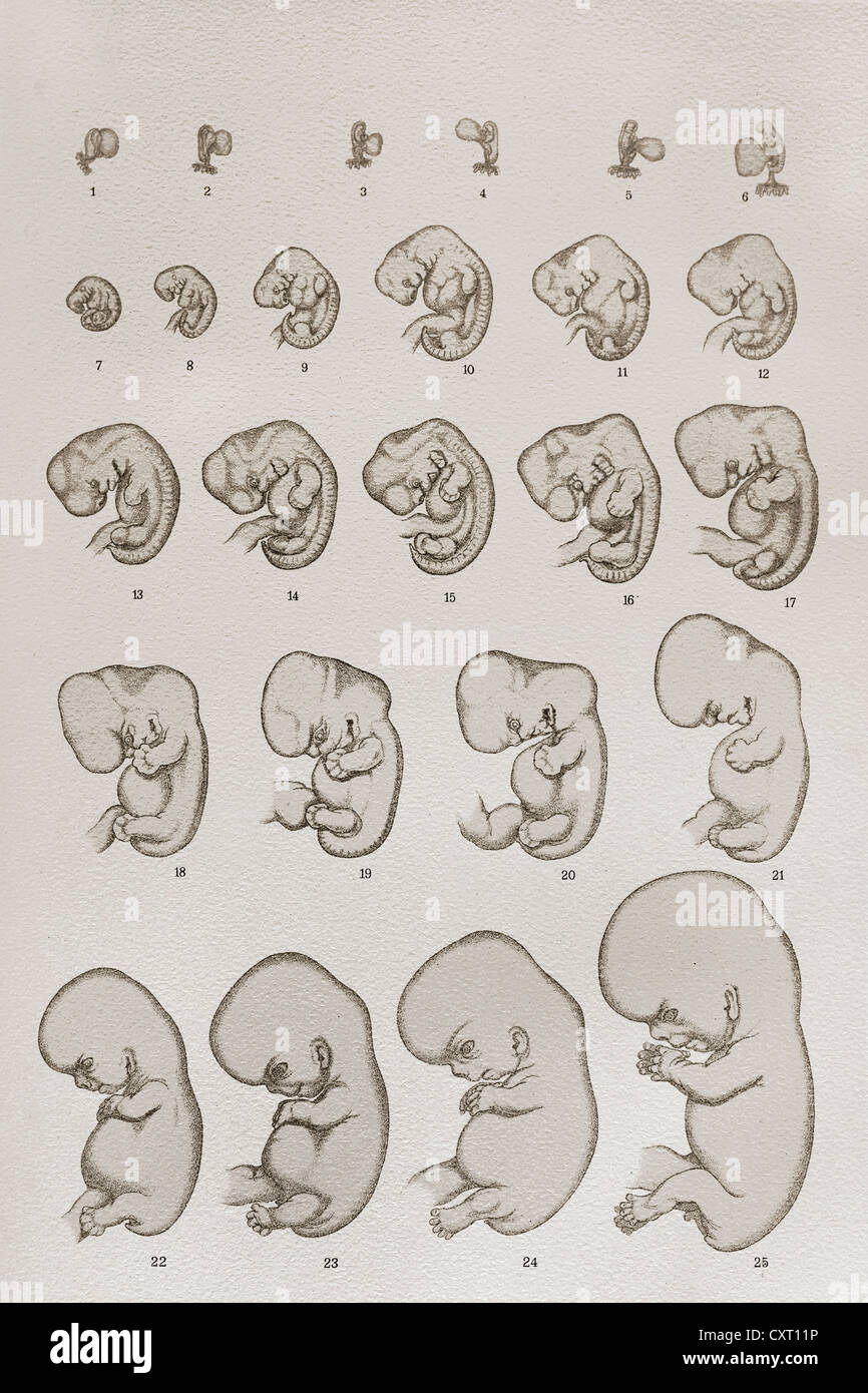 Embrione, sviluppo, illustrazione anatomica Foto Stock