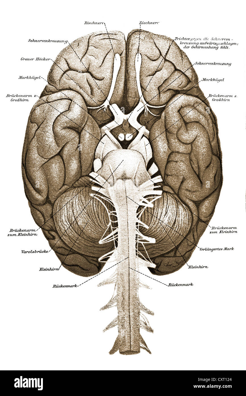 Cervello umano, illustrazione anatomica Foto Stock