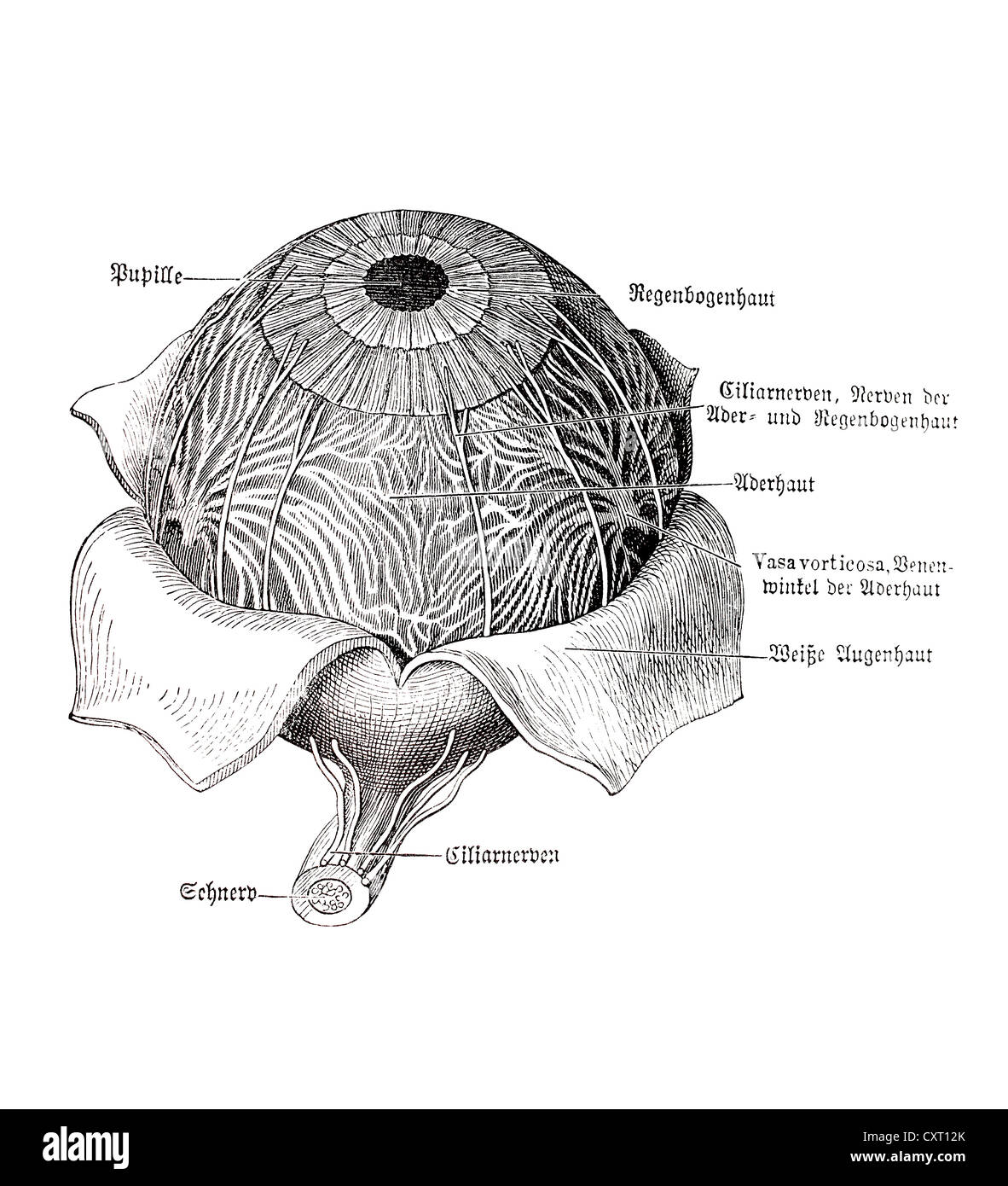 Eyeball, illustrazione anatomica Foto Stock