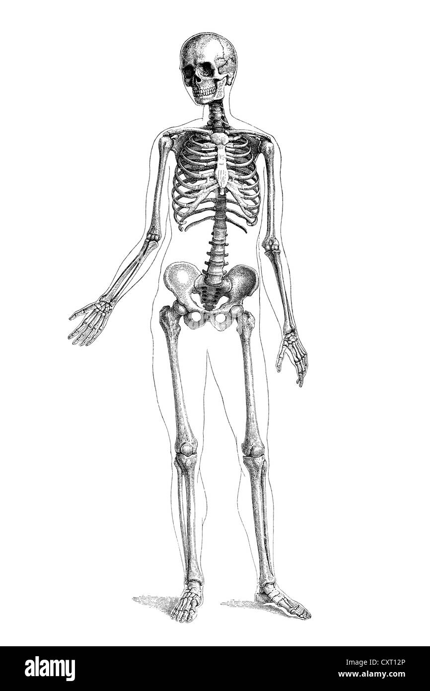 Scheletro umano, illustrazione anatomica Foto Stock