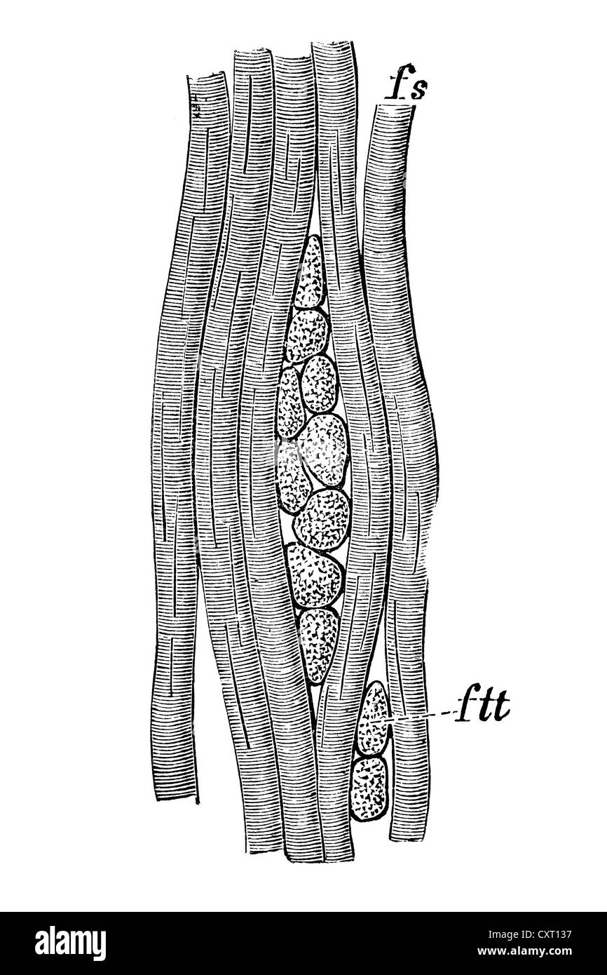 Muscolo, illustrazione anatomica Foto Stock