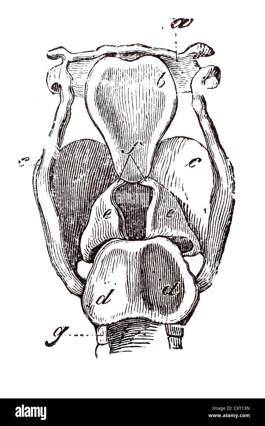 La laringe, illustrazione anatomica Foto Stock