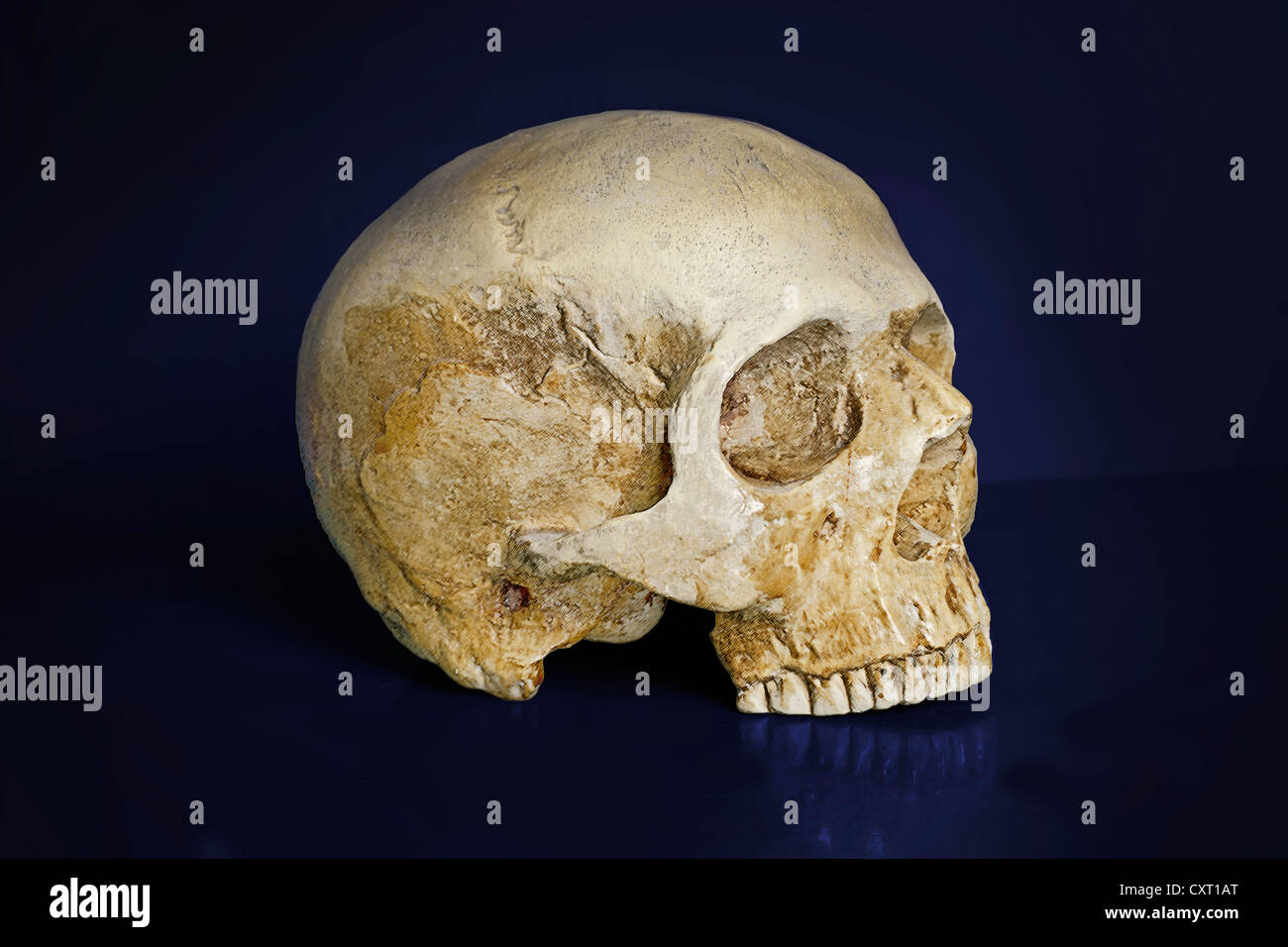 Cranio umano, Homo sapiens Foto Stock