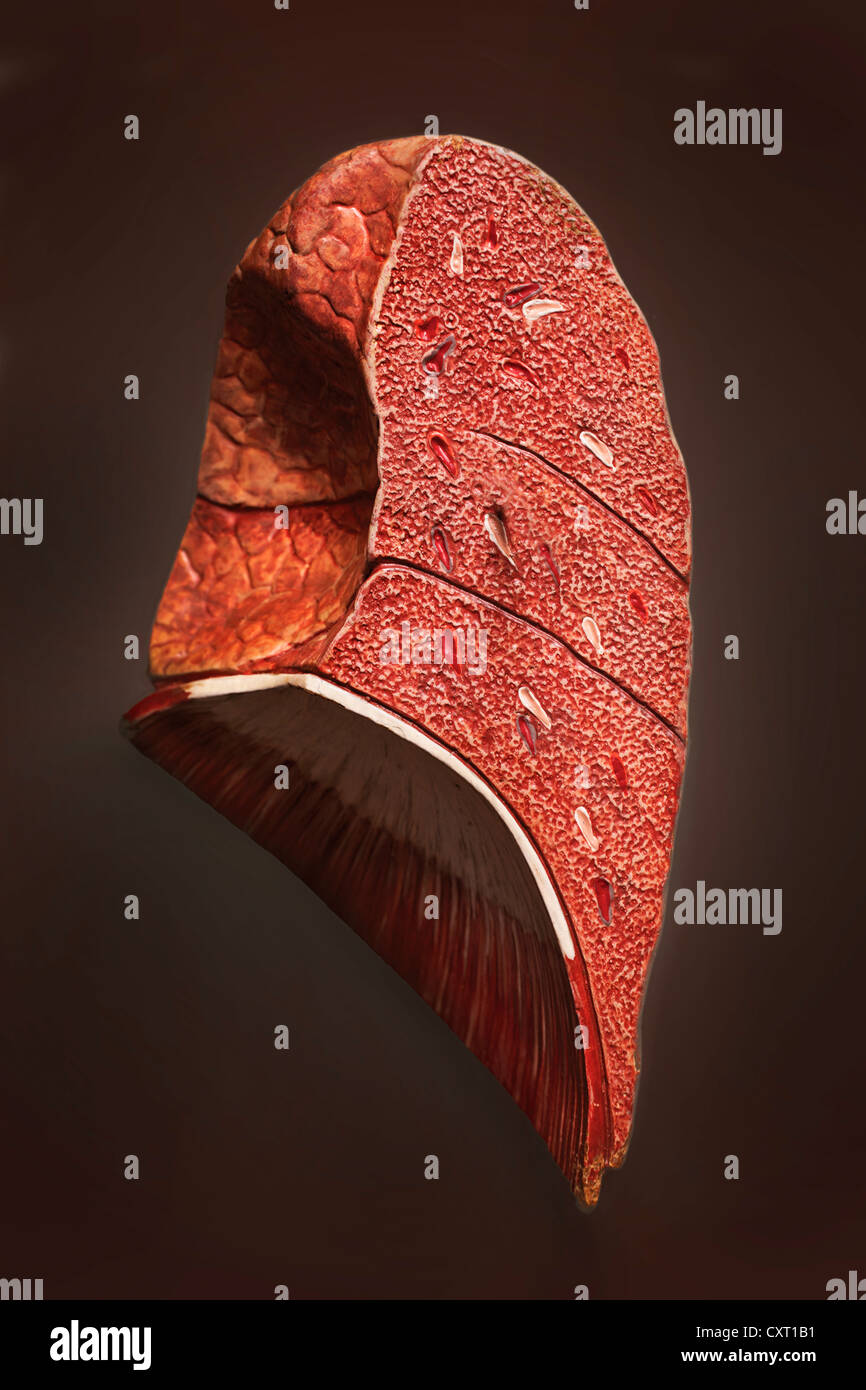 I polmoni umani, illustrazione Foto Stock