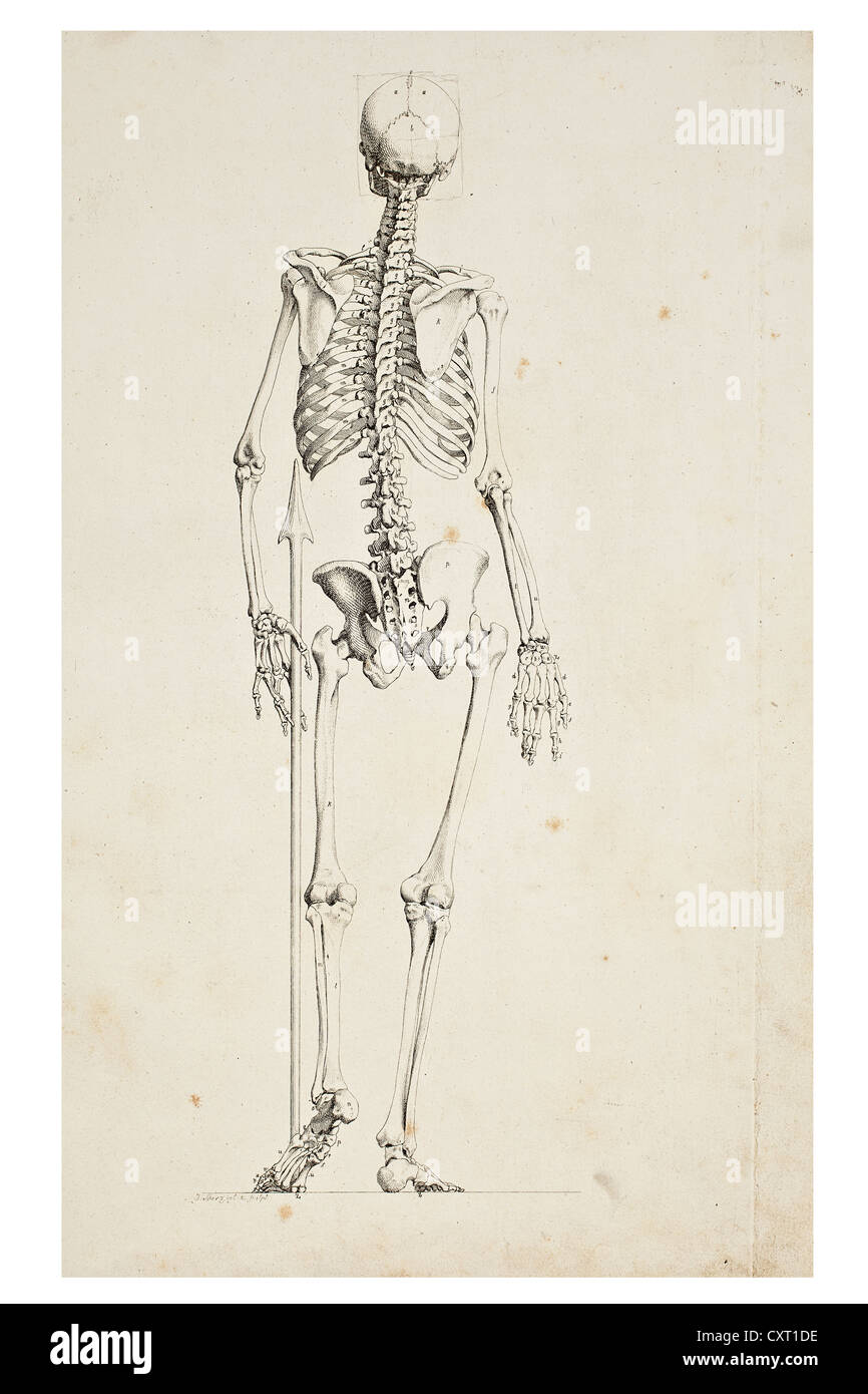 Illustrazione di uno scheletro umano Foto Stock