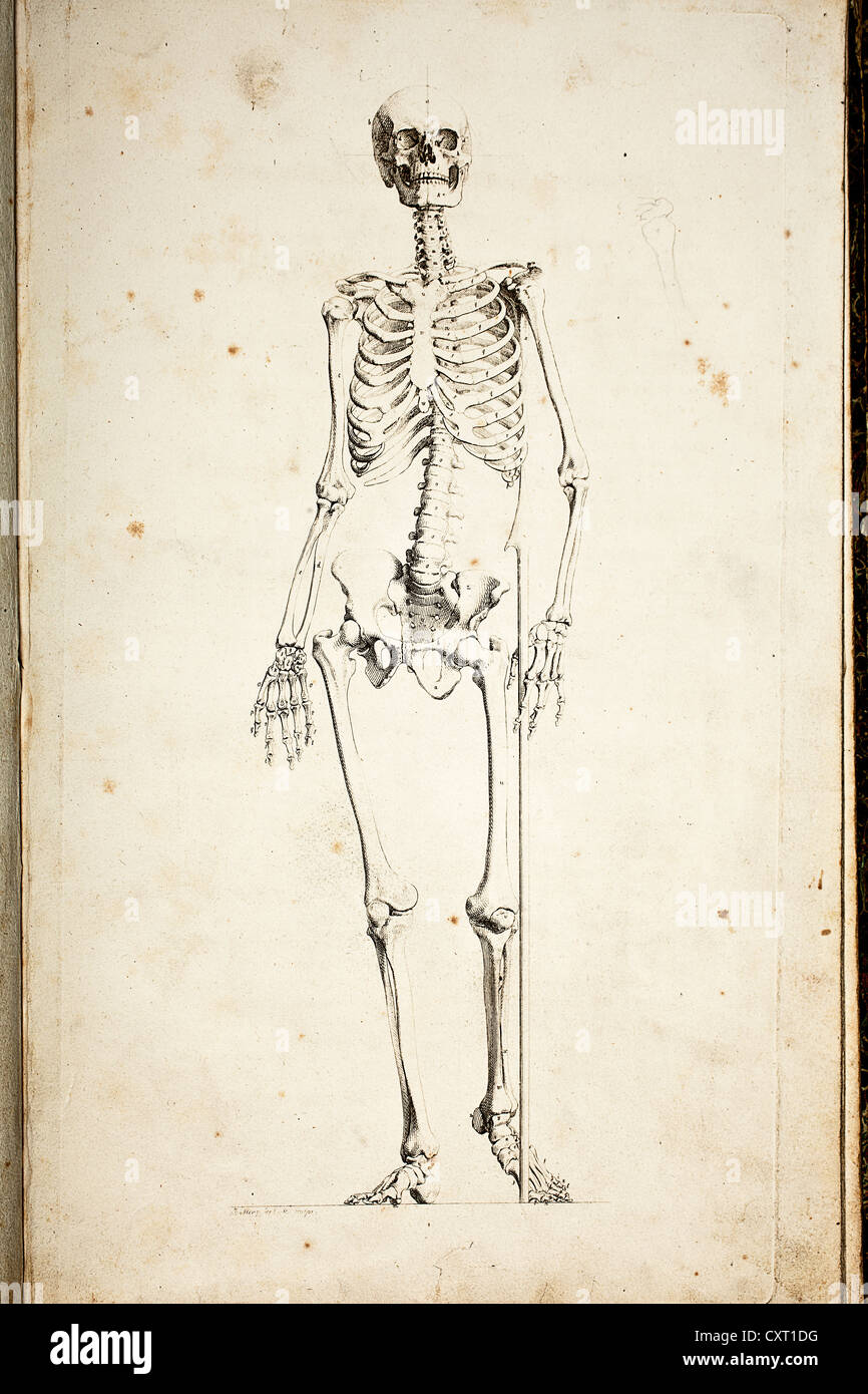Illustrazione di uno scheletro umano Foto Stock
