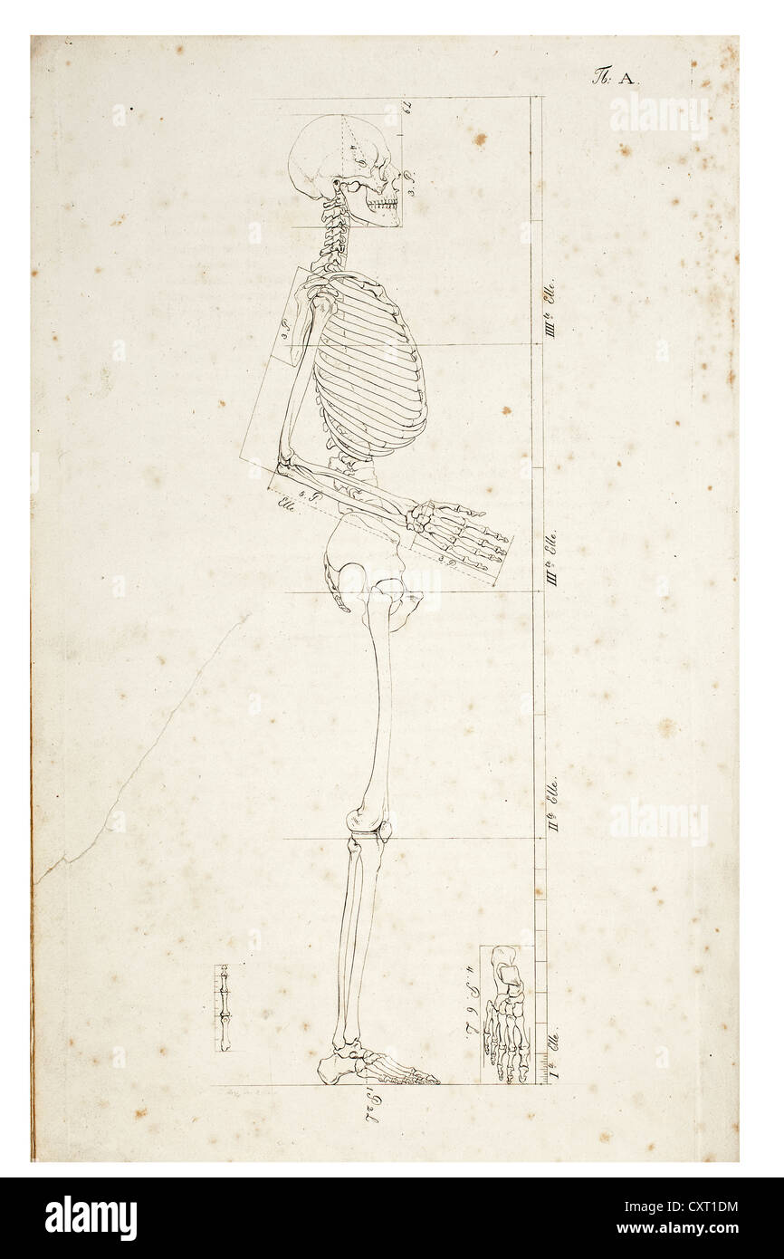 Illustrazione di uno scheletro umano, illustrazione anatomica Foto Stock