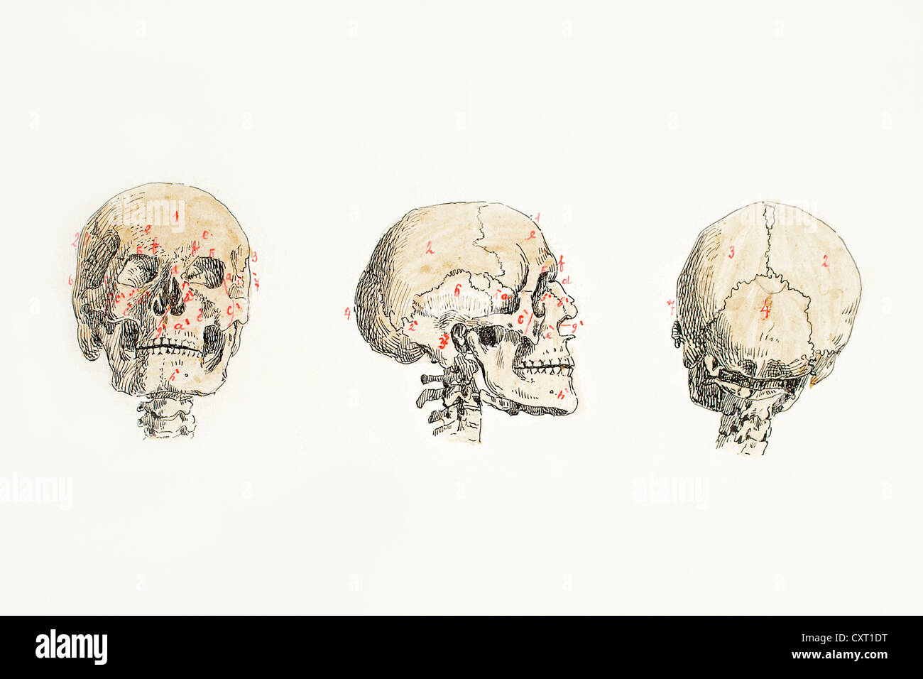 Scheletro craniale, illustrazione anatomica Foto Stock