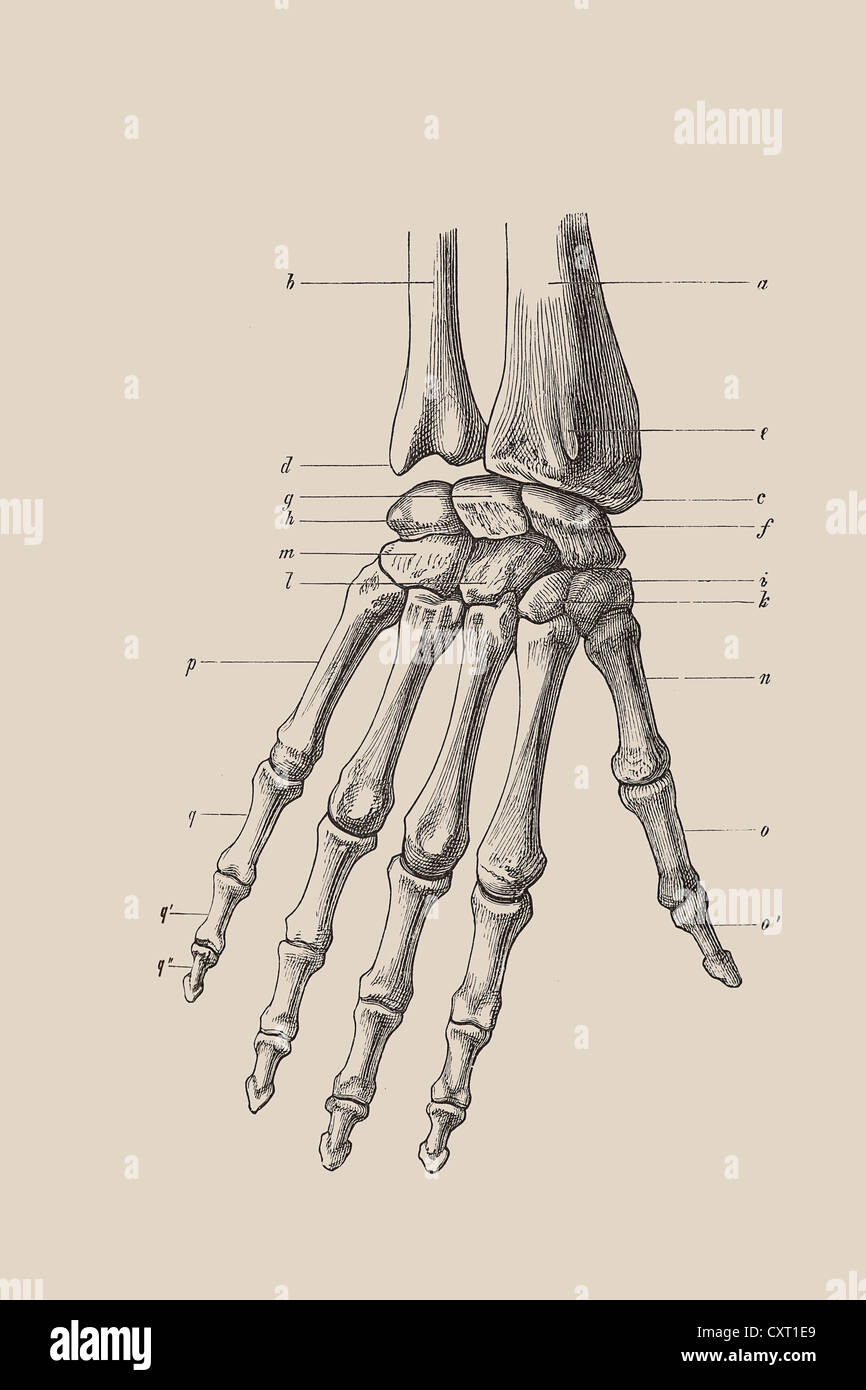 Lo scheletro di una mano, illustrazione anatomica Foto Stock