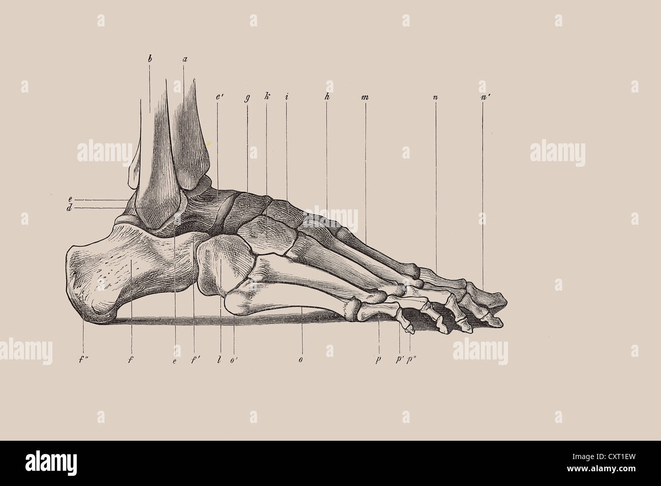 Lo scheletro di un piede umano, illustrazione anatomica Foto Stock