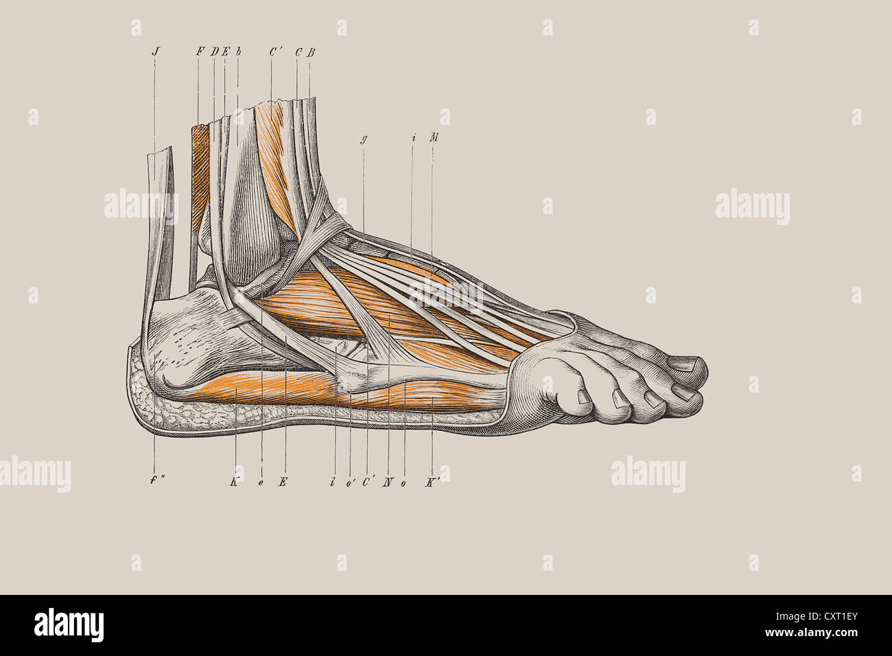 Lo scheletro di un piede umano, illustrazione anatomica Foto Stock