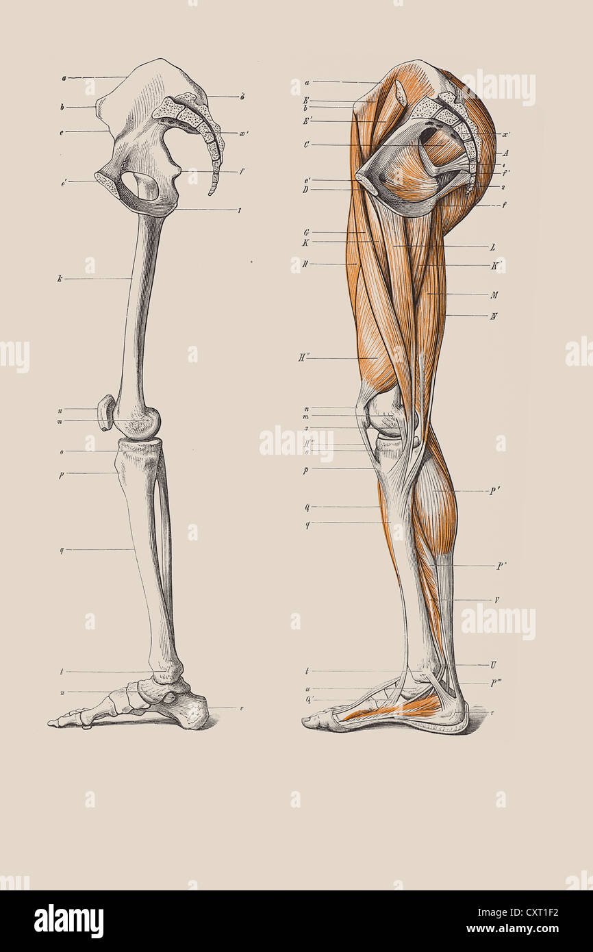 Scheletro di gambe con la struttura muscolare, illustrazione anatomica Foto Stock