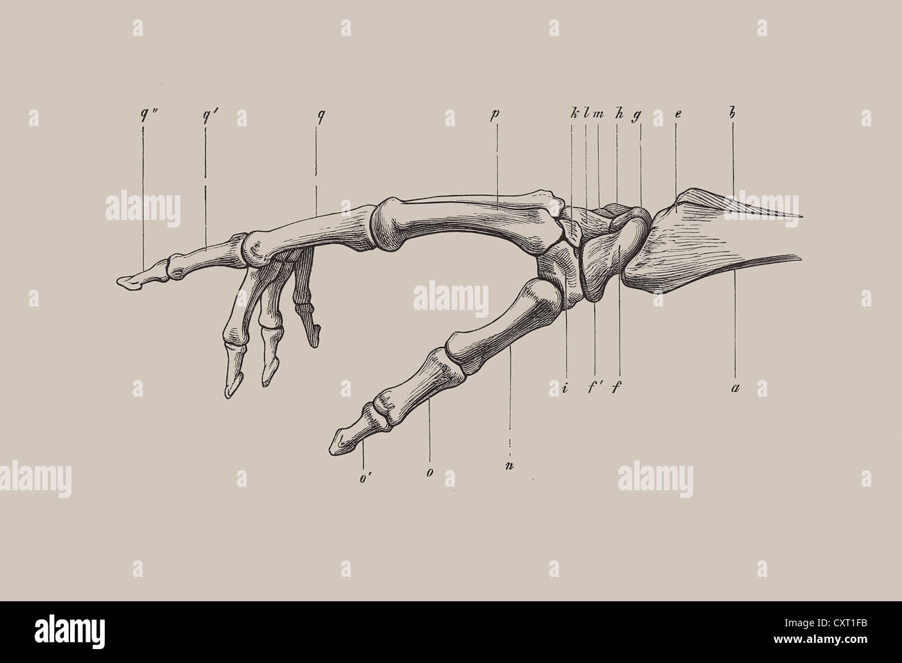 Scheletro di una mano umana, illustrazione anatomica Foto Stock