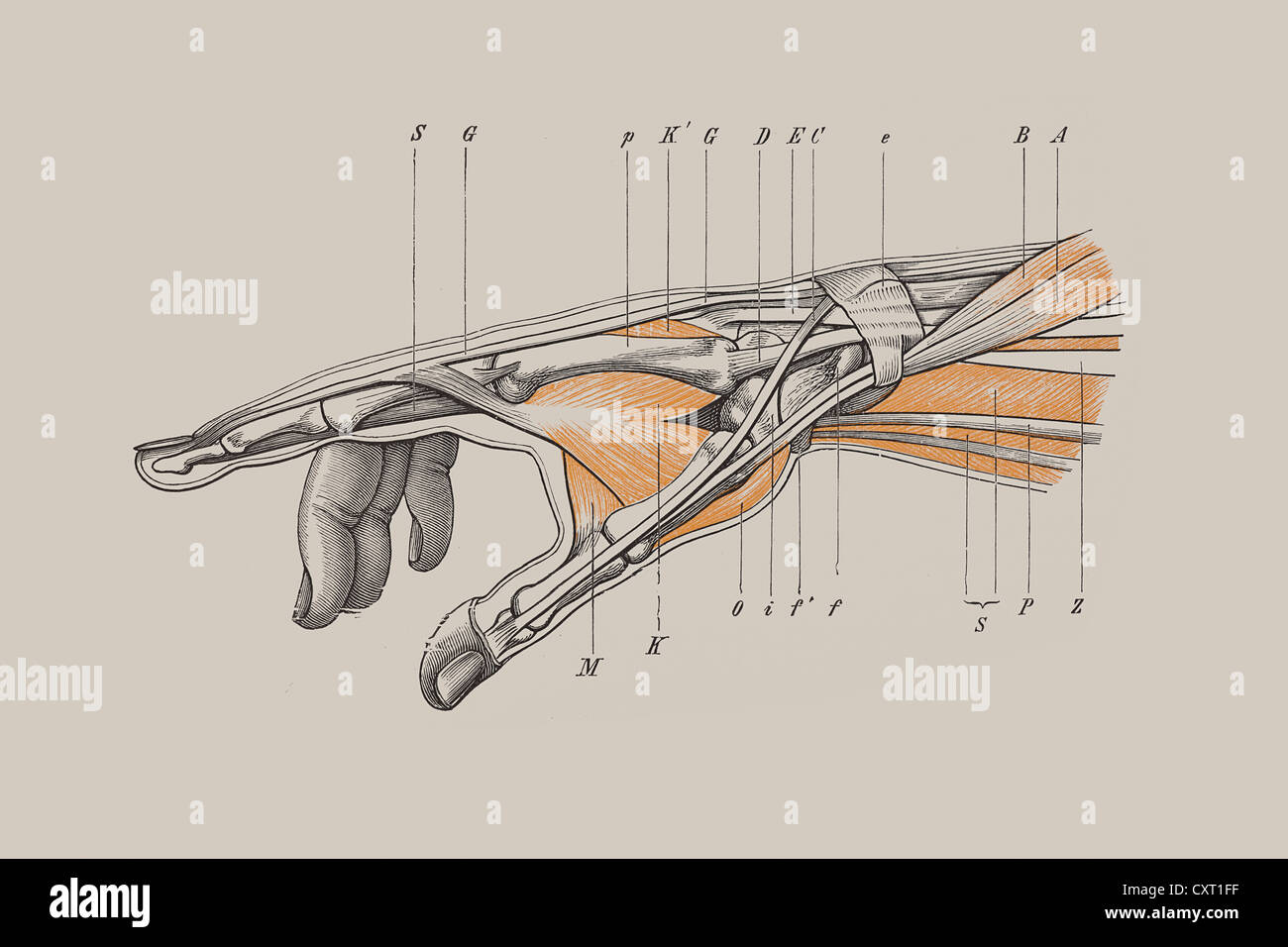 Scheletro di una mano umana, illustrazione anatomica Foto Stock