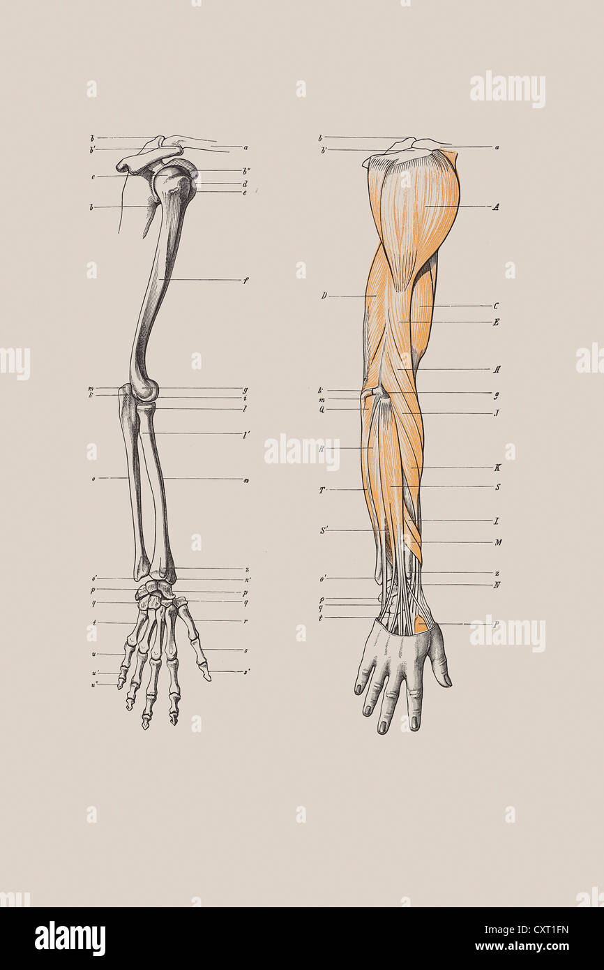 Lo scheletro di un braccio umano, illustrazione anatomica Foto Stock