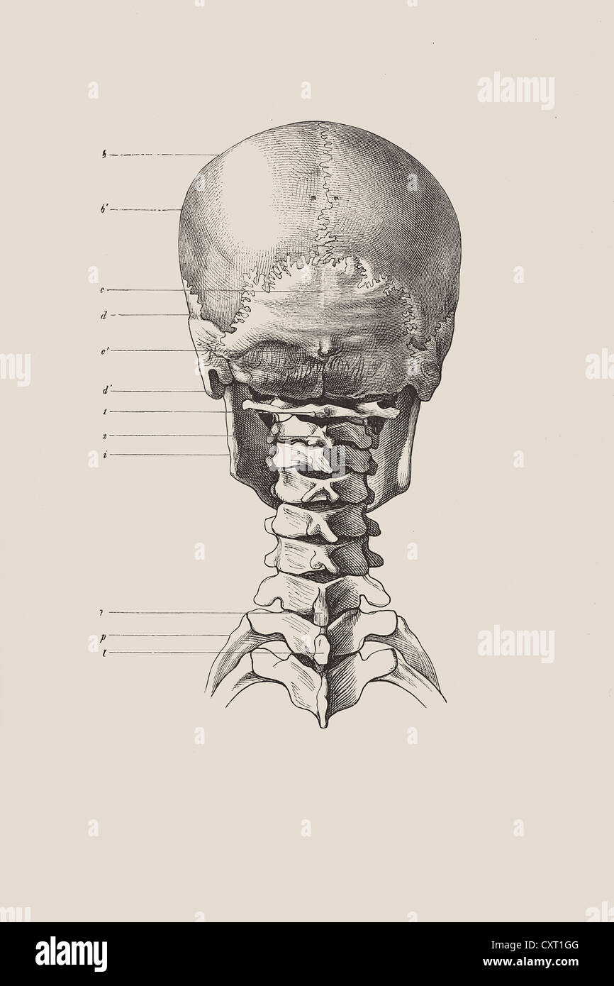 Scheletro Craniale dal retro, illustrazione anatomica Foto Stock