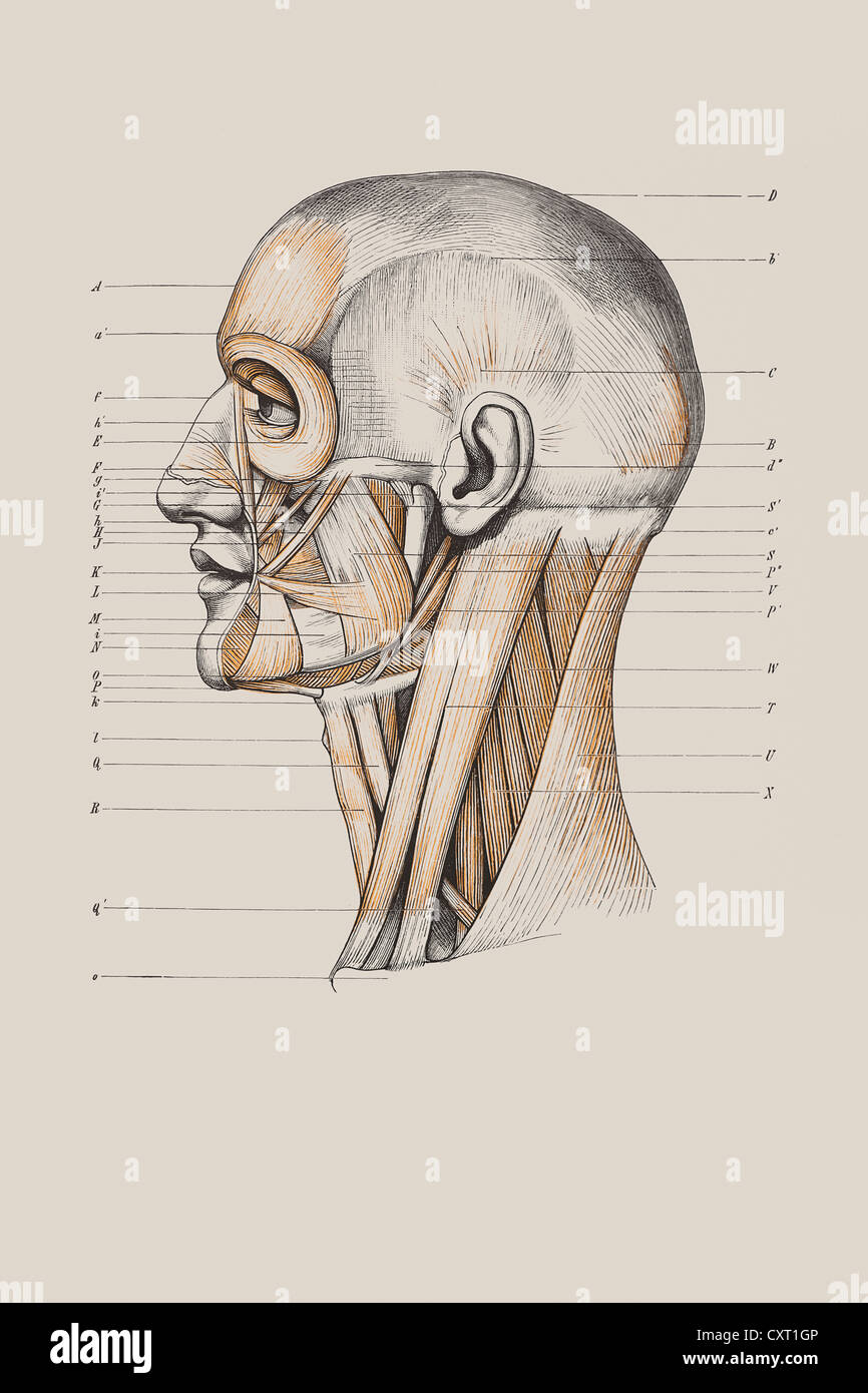 Il cranio con la struttura muscolare, illustrazione anatomica Foto Stock