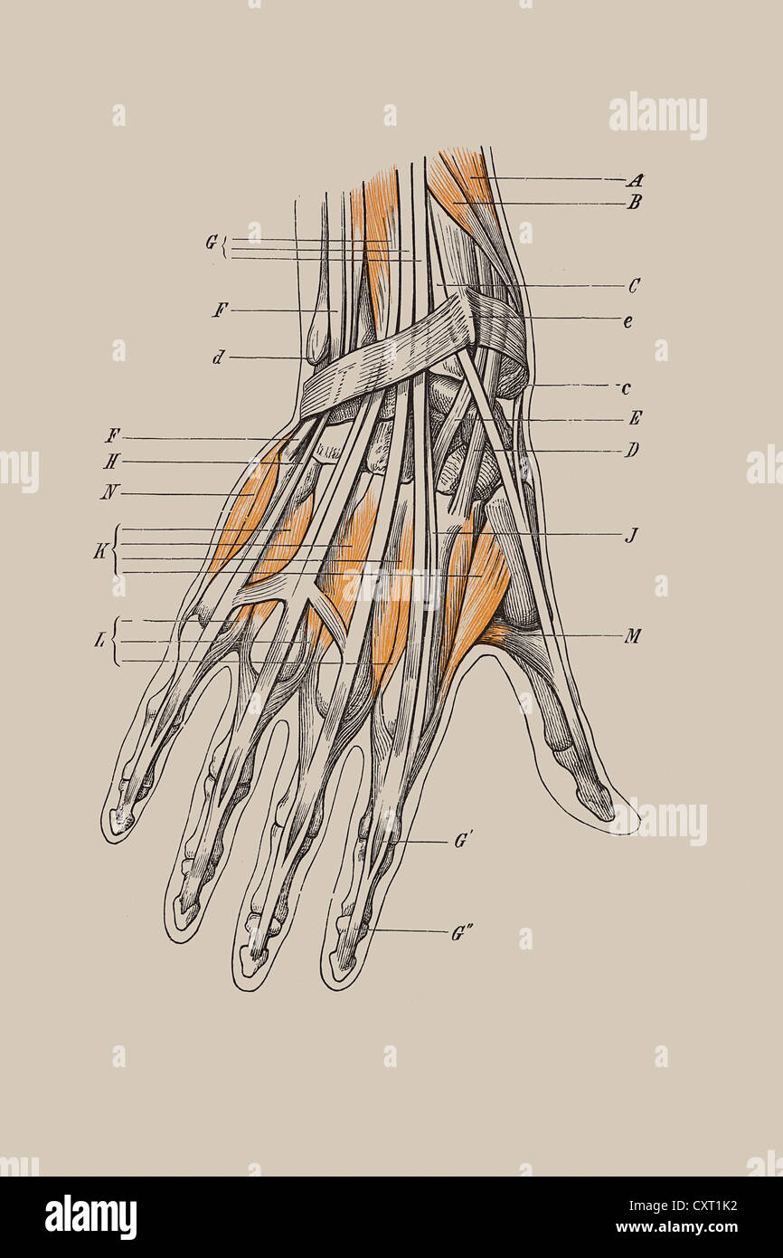Anatomia della mano, storico xilografia Foto Stock
