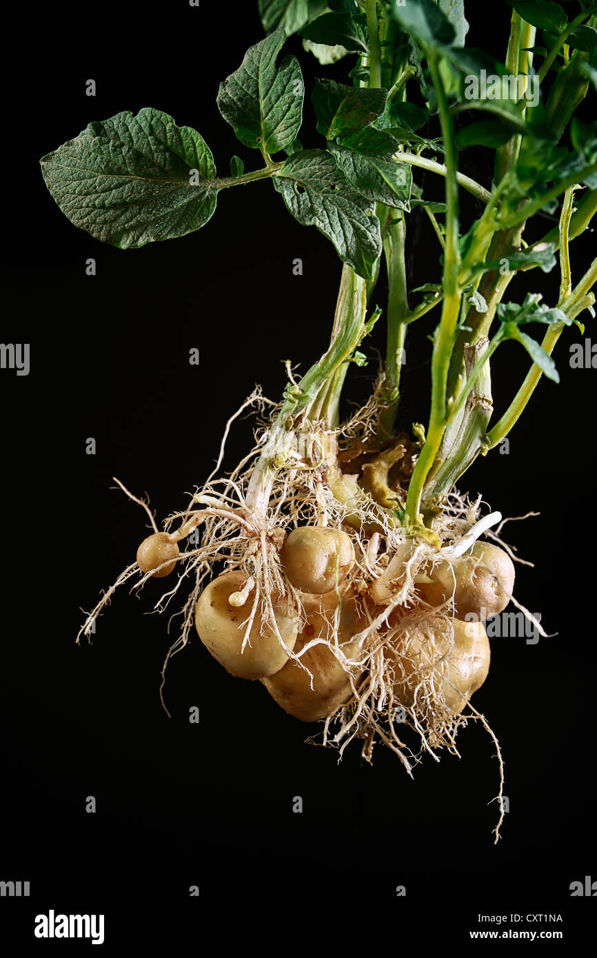 Pianta di patata con patate (Solanum tuberosum), Austria e Europa Foto Stock