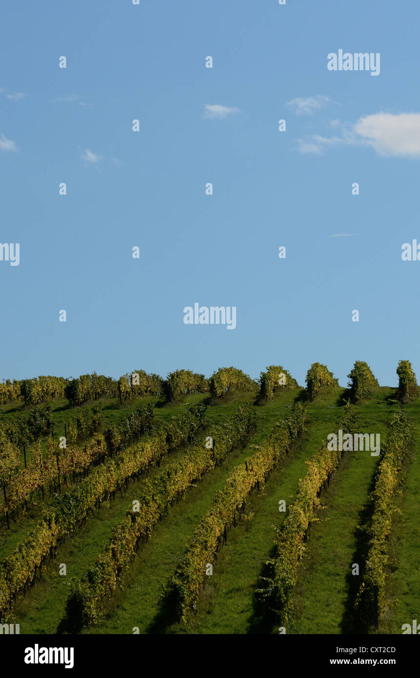 Vigneto sulla collina di Finger Lakes Winery Foto Stock