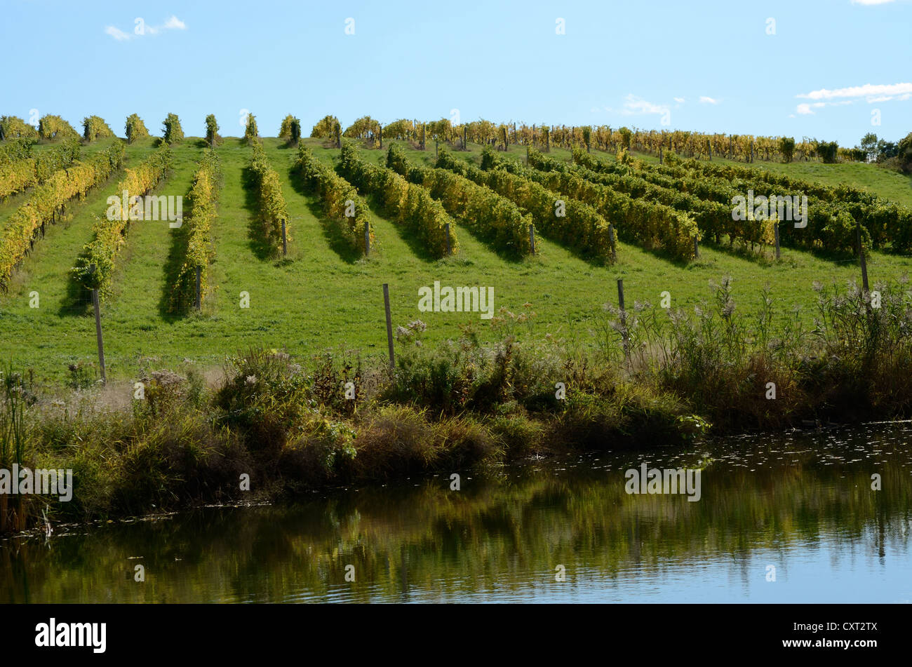 Vigneto sulla collina di Finger Lakes Winery Foto Stock