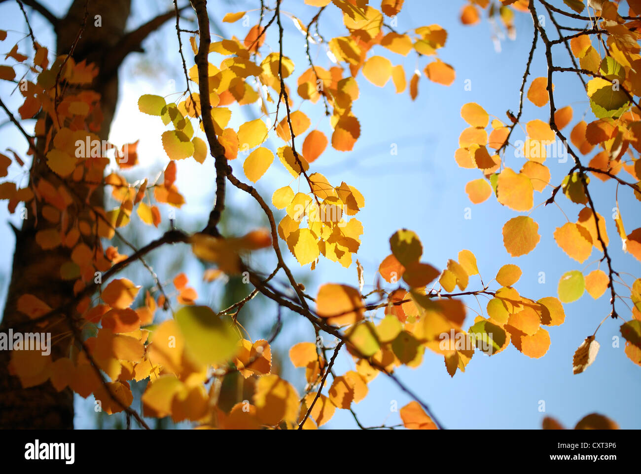 Xinjiang, Hemu, scenario, alberi, Colore di autunno foresta Foto Stock
