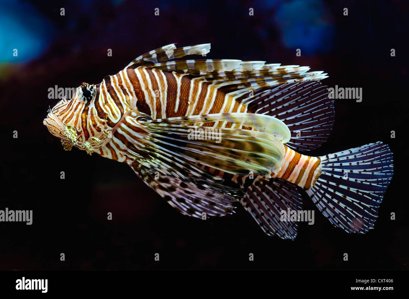 Leone Rosso (pterois volitans) in un acquario Foto Stock