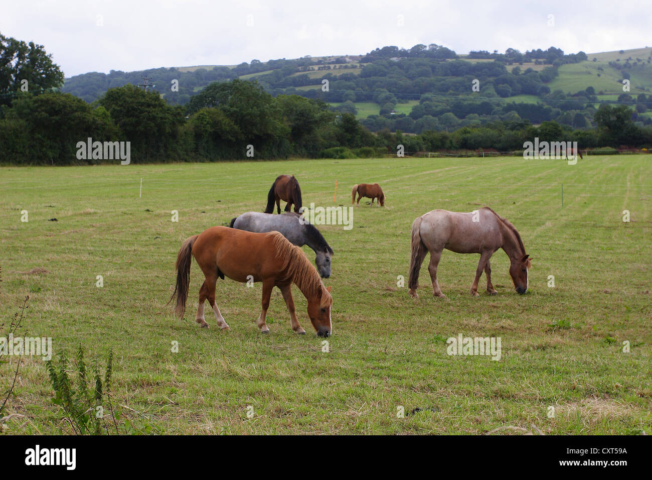 Animali al Pascolo cavalli presto su una Domenica mattina Foto Stock