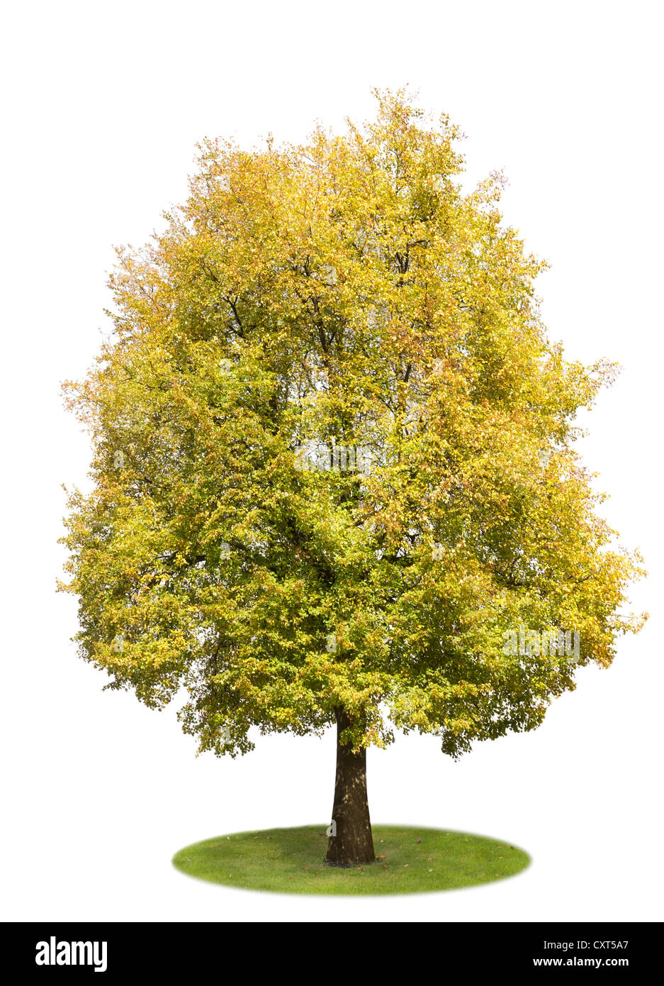 Il solitario isolato su bianco autunno albero di tiglio con foglie di giallo Foto Stock