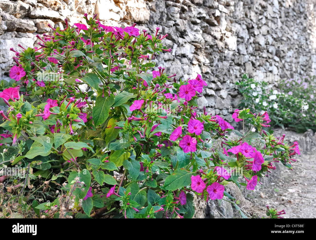 Bellissimi fiori colorati di fronte a un muro di pietra dissaturato Foto Stock