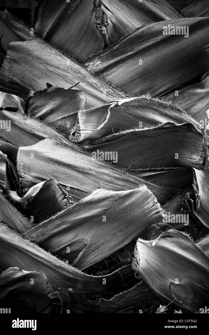 Abstract, sullo sfondo di un vicino di dettaglio di un Palm Tree Trunk in bianco e nero Foto Stock Abstract, sullo sfondo di un vicino di dettaglio di un Palm Tree Trunk in bianco e nero Foto Stock
