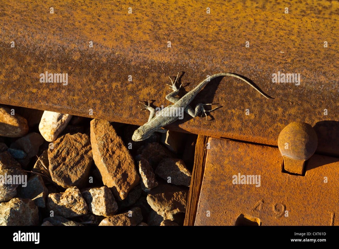 Una lucertola si crogiola al sole su un arrugginito ferrovia via. Foto Stock