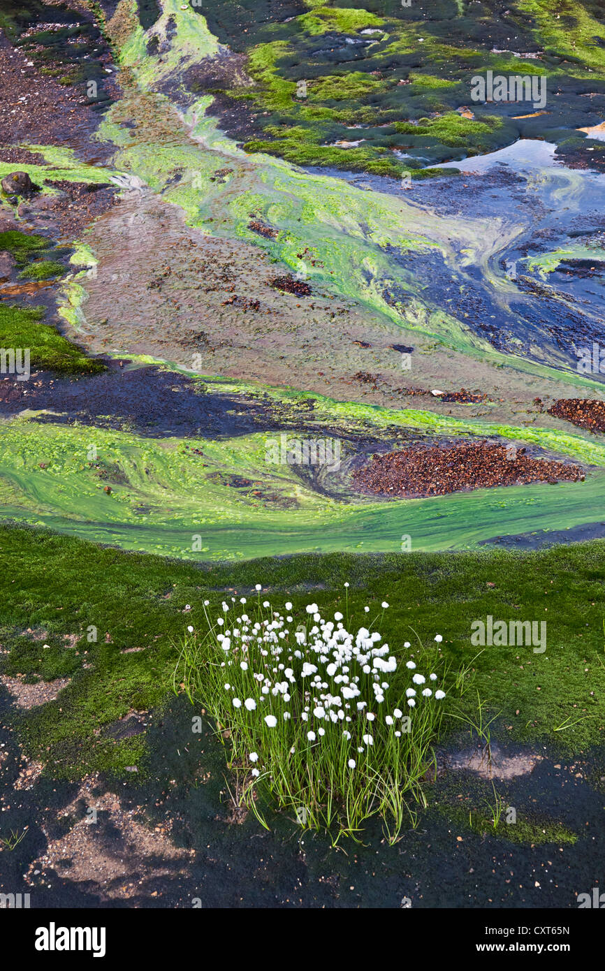 Cottongrass (Eriophorum sp.), multicolore strutture formate da minerali colorati, alghe, suolo ed acqua sul retro Foto Stock