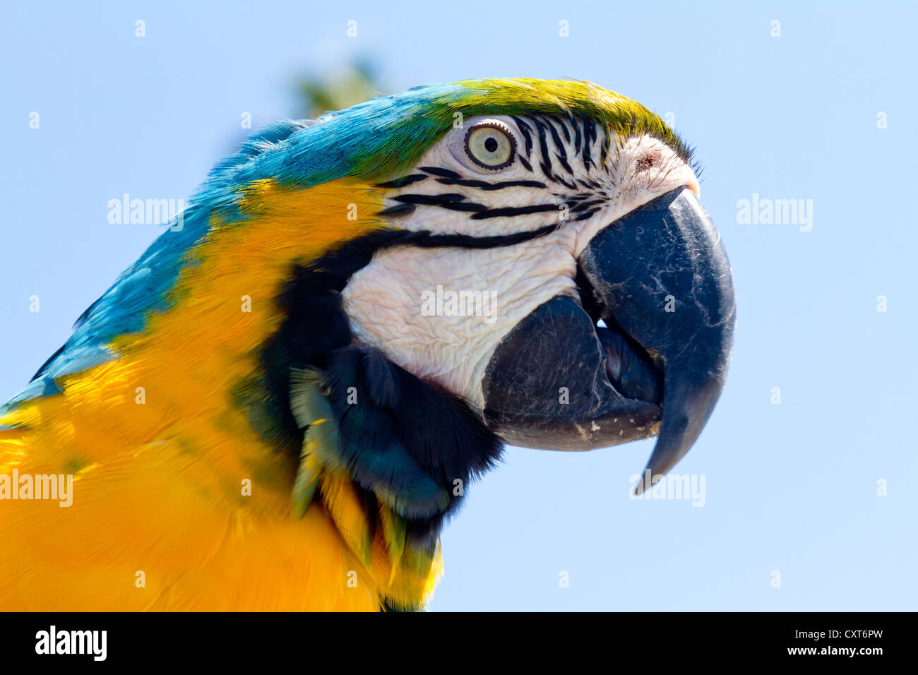 Primo piano della testa del pappagallo colorato. Foto Stock