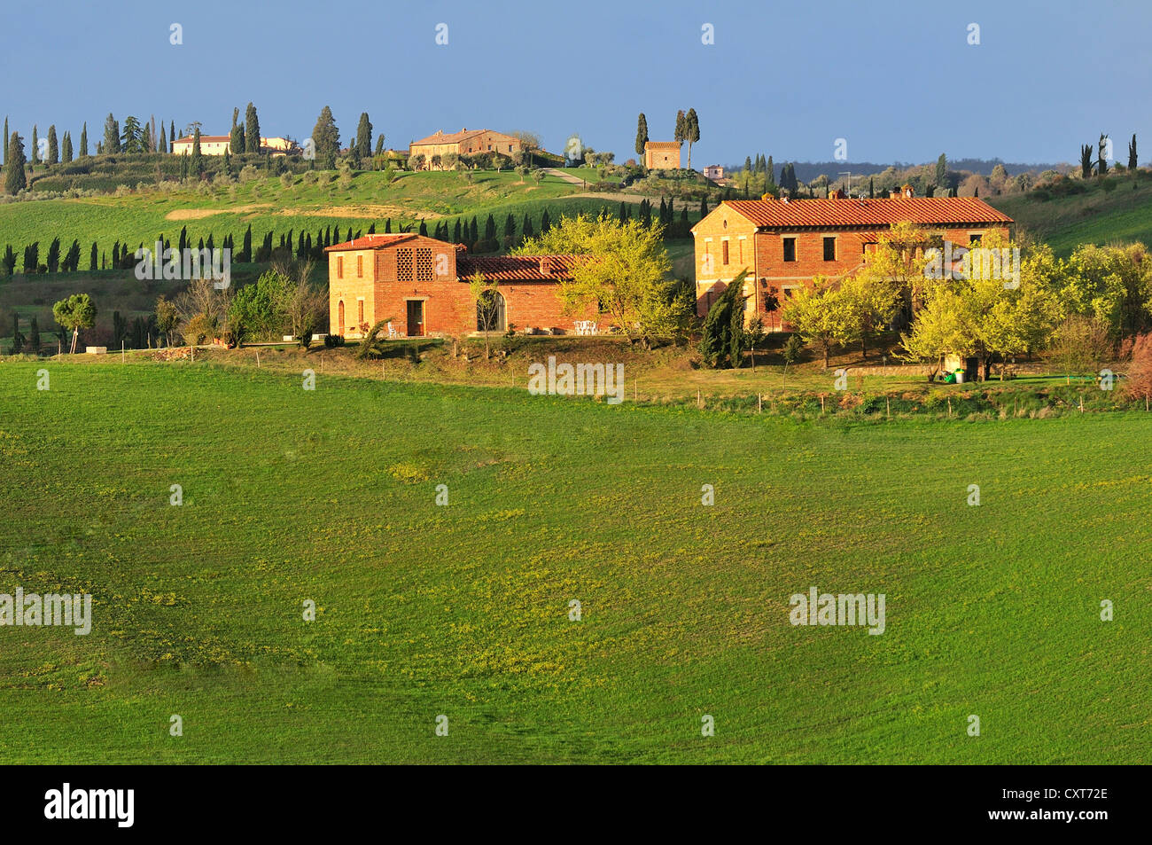 Agriturismo, campi e cipressi, Crete Senesi, Toscana, Italia, Europa Foto Stock