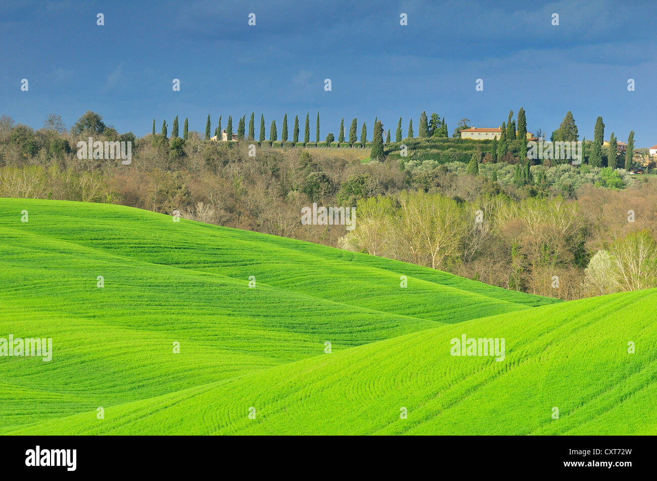 Campi e cipressi, Crete Senesi, Toscana, Italia, Europa Foto Stock