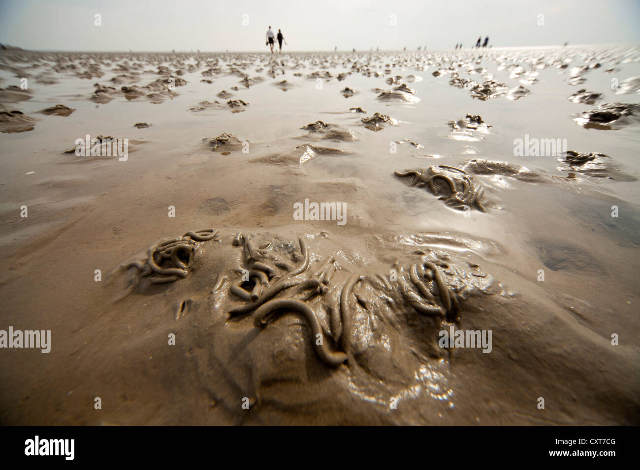 Lugworms e turisti sulle velme durante la bassa marea, il mare di Wadden, Sito Patrimonio Mondiale dell'UNESCO, Buesum, Dithmarschen district Foto Stock