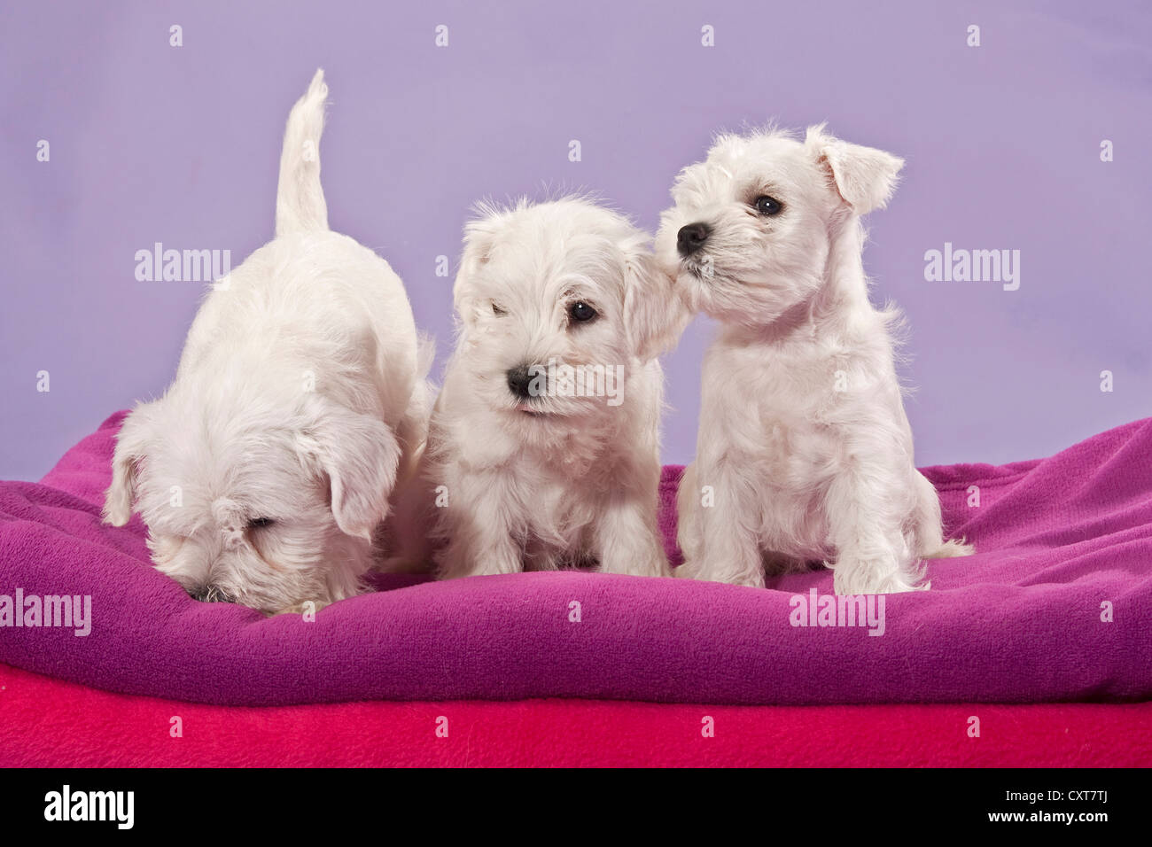 Tre miniaturizzato bianco Schnauzer cuccioli su un cuscino Foto Stock