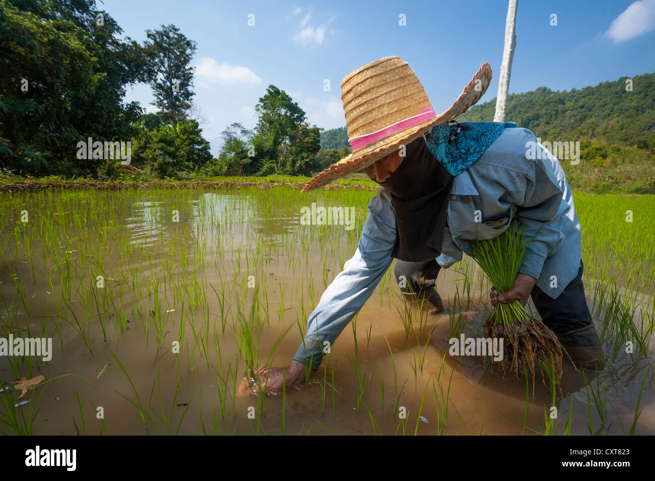 L'agricoltore femmina con un cappello, lavorando in una risaia, le piante  di riso in acqua, la coltivazione del riso, Thailandia del Nord della  Thailandia, Asia Foto stock - Alamy