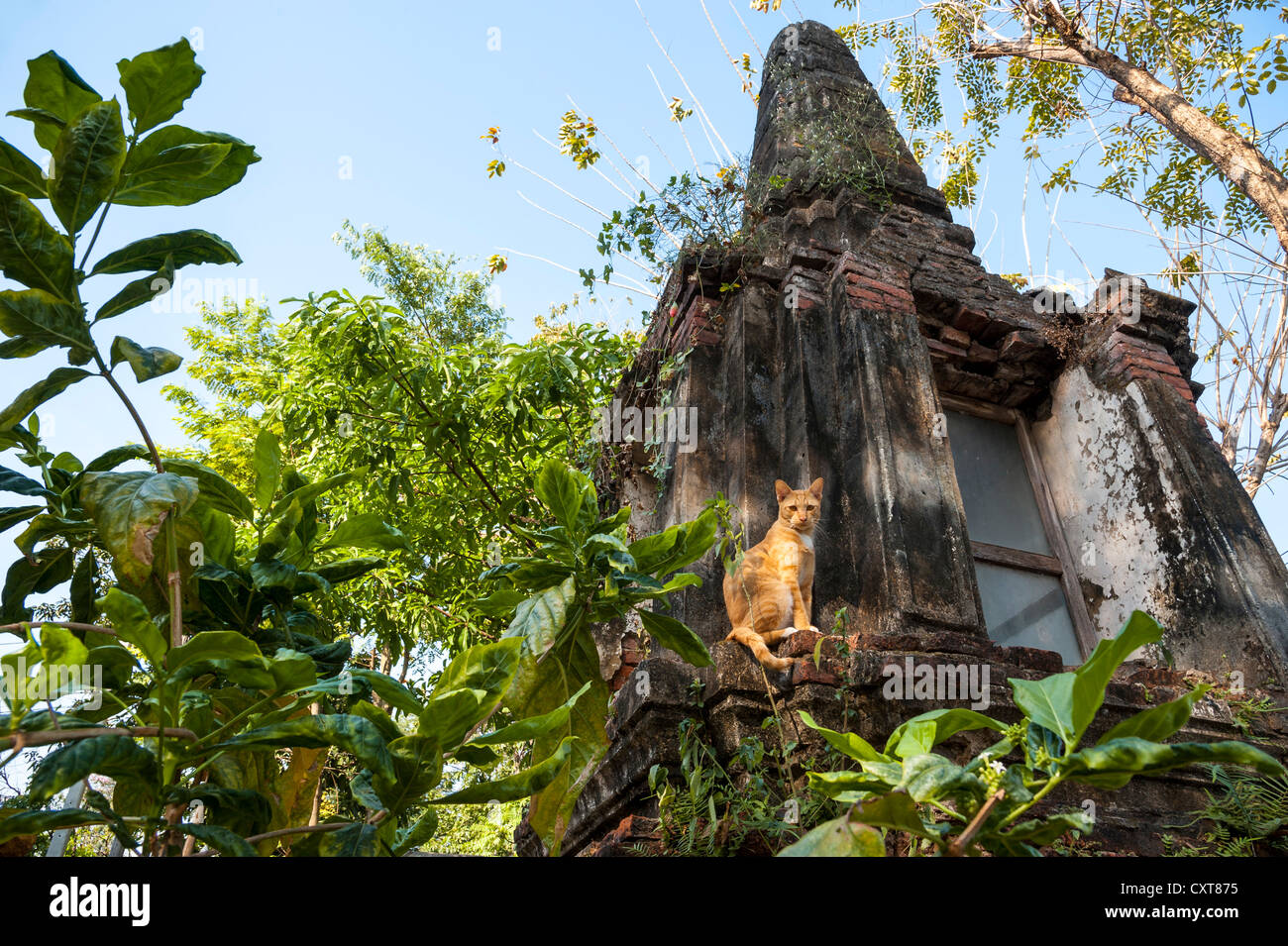 Gatto seduto su vecchie rovine di templi a Khlong o Klong, canal, Bangkok, Thailandia, Asia Foto Stock