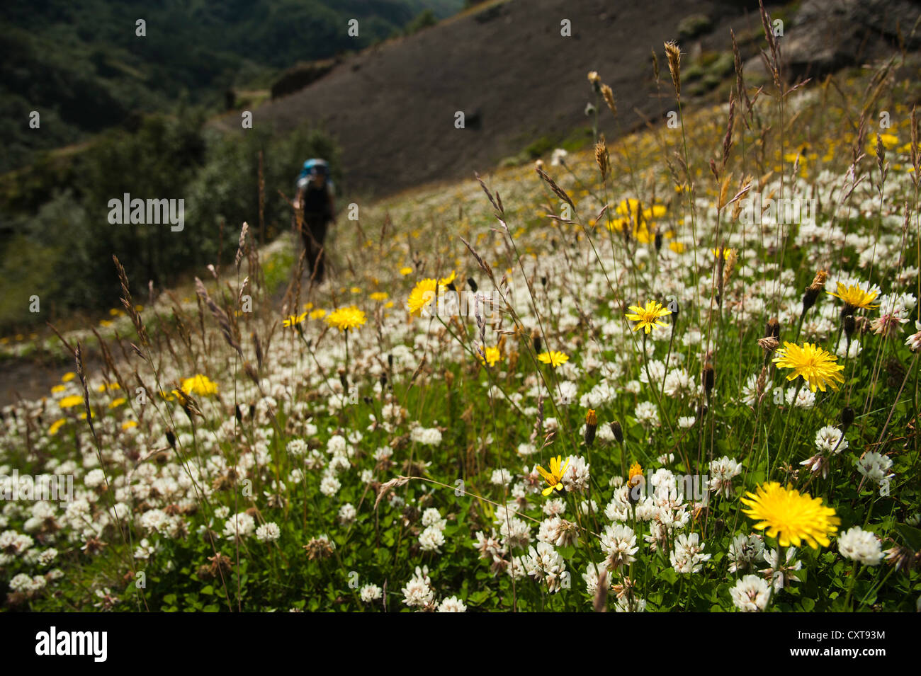 Trifoglio bianco o olandese di trifoglio rosso (Trifolium repens) e (Hawkweed Hieracium) su un prato, femmina escursionista sul Laugavegur escursionismo Foto Stock