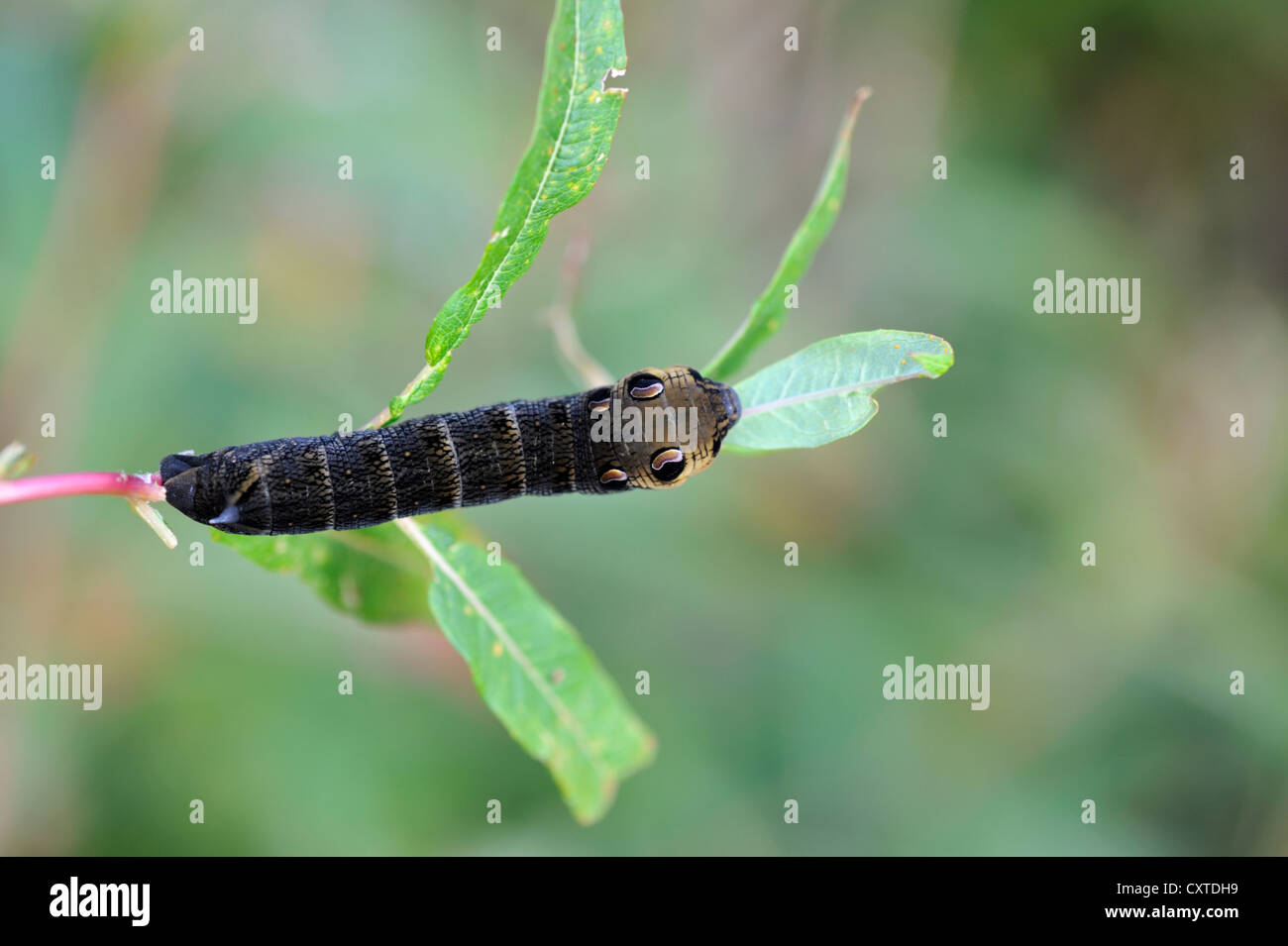 Elephant Hawk Moth caterpillar (Deilephila elpenor) su Rosebay Willowherb (Chamerion angustifolium) Foto Stock