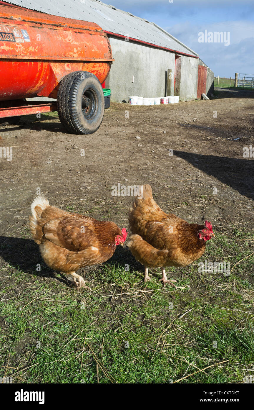 dh Freerange GALLINE UCCELLI UK coppia di galline in cortile all'esterno alimentazione polli galline allevamento pollame libero gamma rang pollo la gran bretagna all'aperto Foto Stock