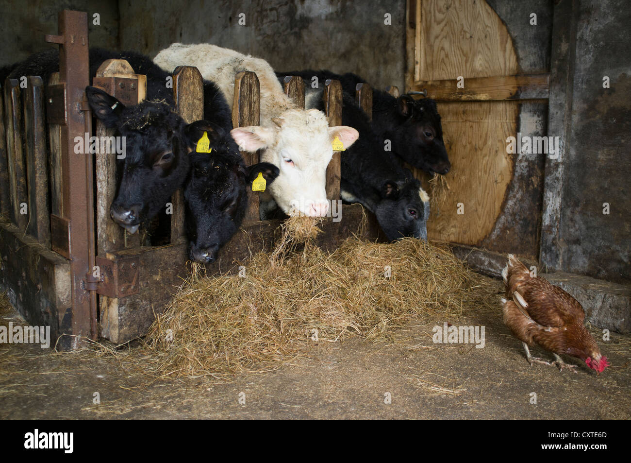 dh BEEF UK giovani vacche che che nutrono su penna fieno fieno di fieno e gallina a gamma libera fattoria regno unito scozia Foto Stock