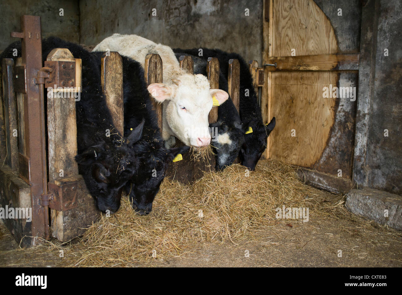dh giovani mucche nutrono BOVINI UK mangiare fieno di silaggio fienile al coperto uk fattoria rifugio scozia bestiame allevamento scozzese edifici animali all'interno capannone Foto Stock