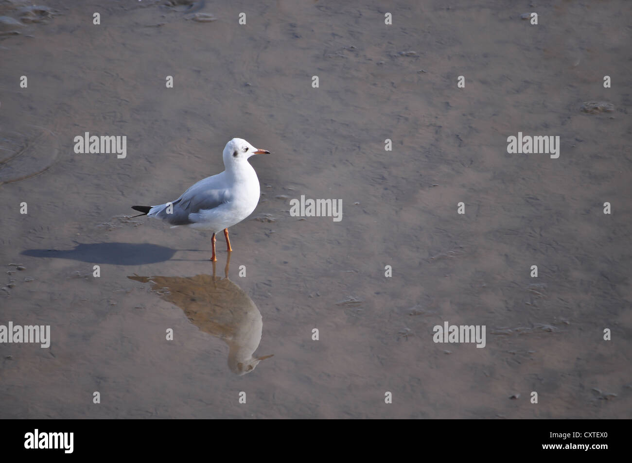 Seagull sta in piedi in una costa in cerca di cibo. Foto Stock